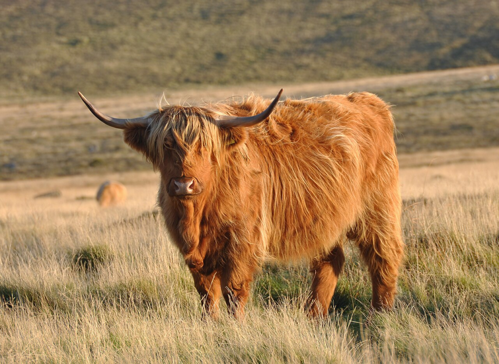 Highland Cow with thick fur