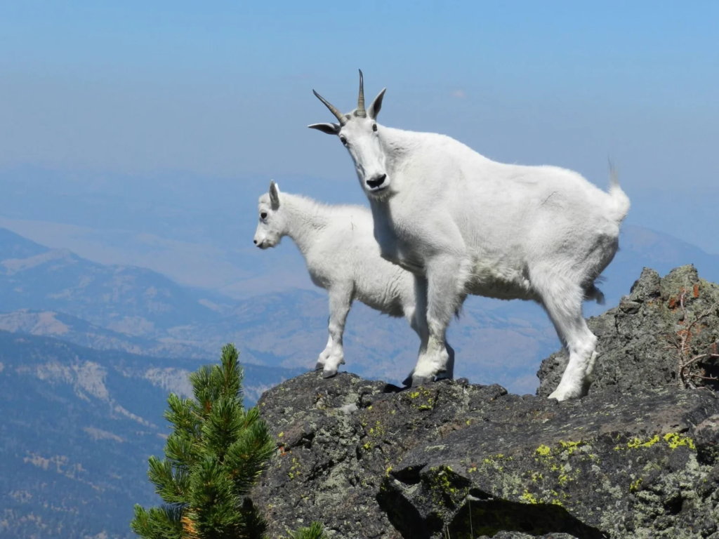 Mountain Goat with thick fur