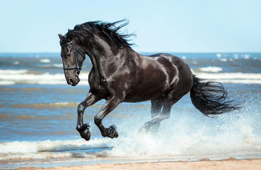 Hourse