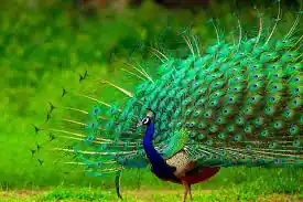 Peacock