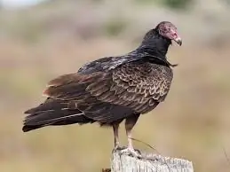 Turkey vulture