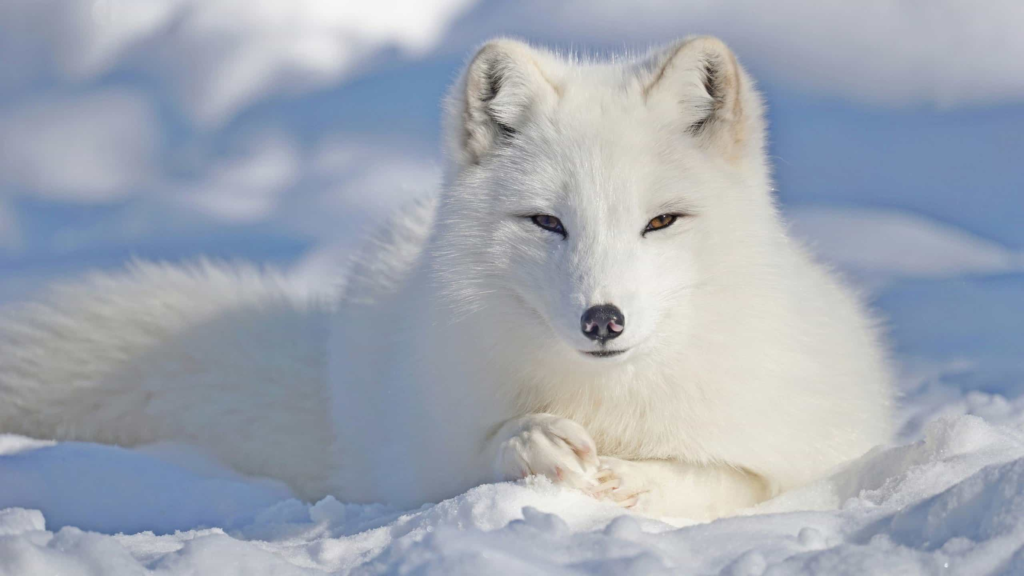 Arctic fox with thick fur