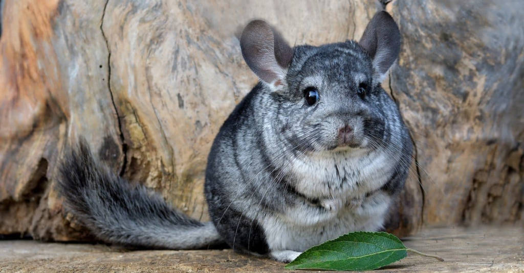 Chinchilla with thick fur