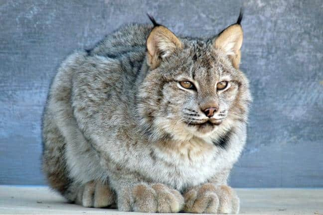 Canadian lynx with thick fur