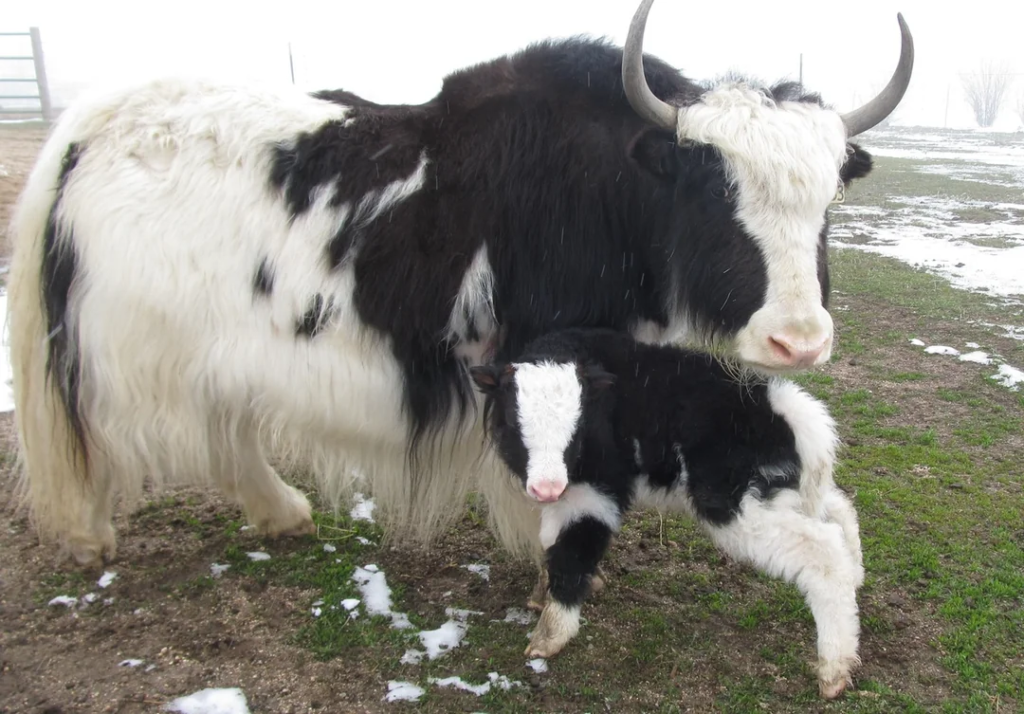 yak with thick fur