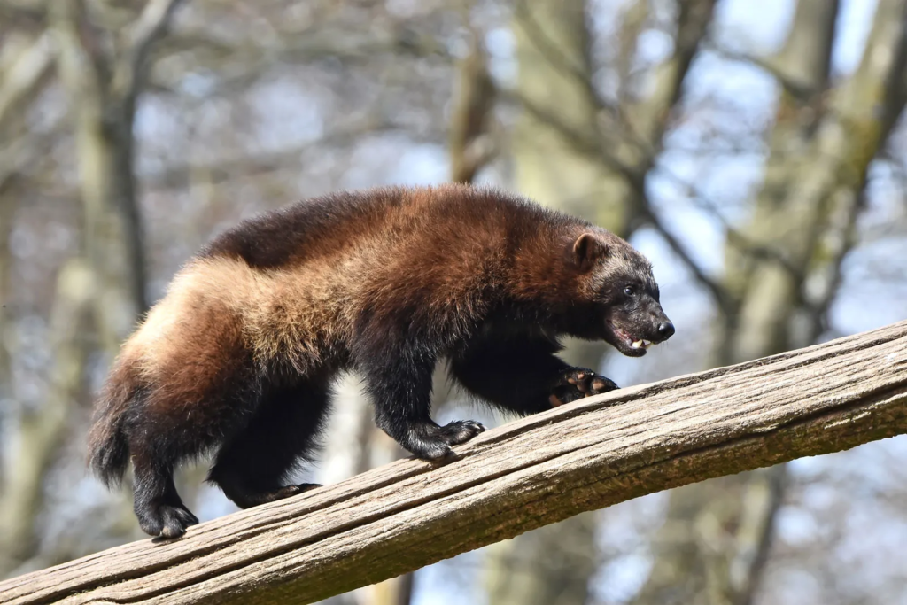 Wolverine with thick fur