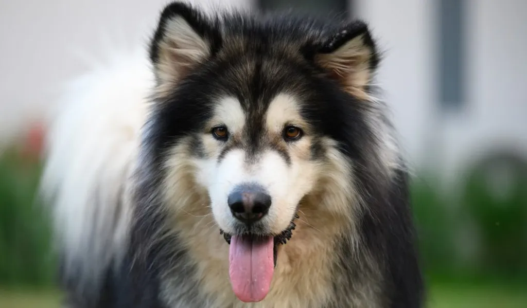 Alaskan malamute with thick fur