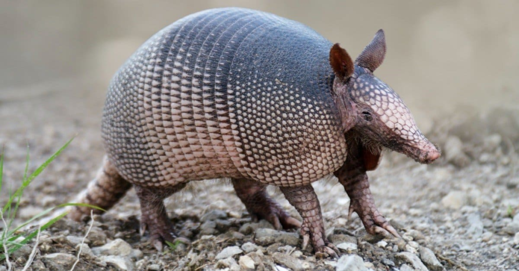 Giant armadillo sleeps a lot