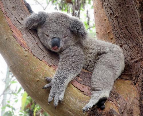 Koala that sleeps a lot