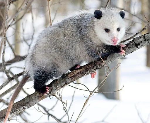 Virginia opossum that sleeps a lot