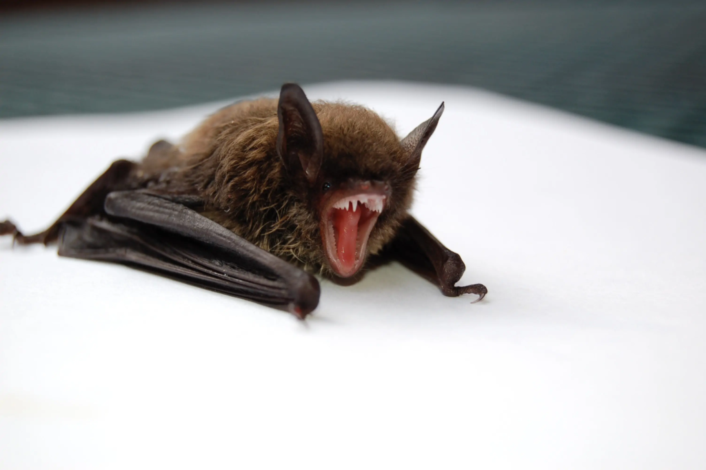 Brown bat that sleep a lot