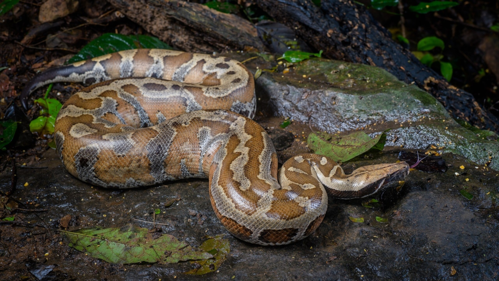 Pythons that sleeps a lot