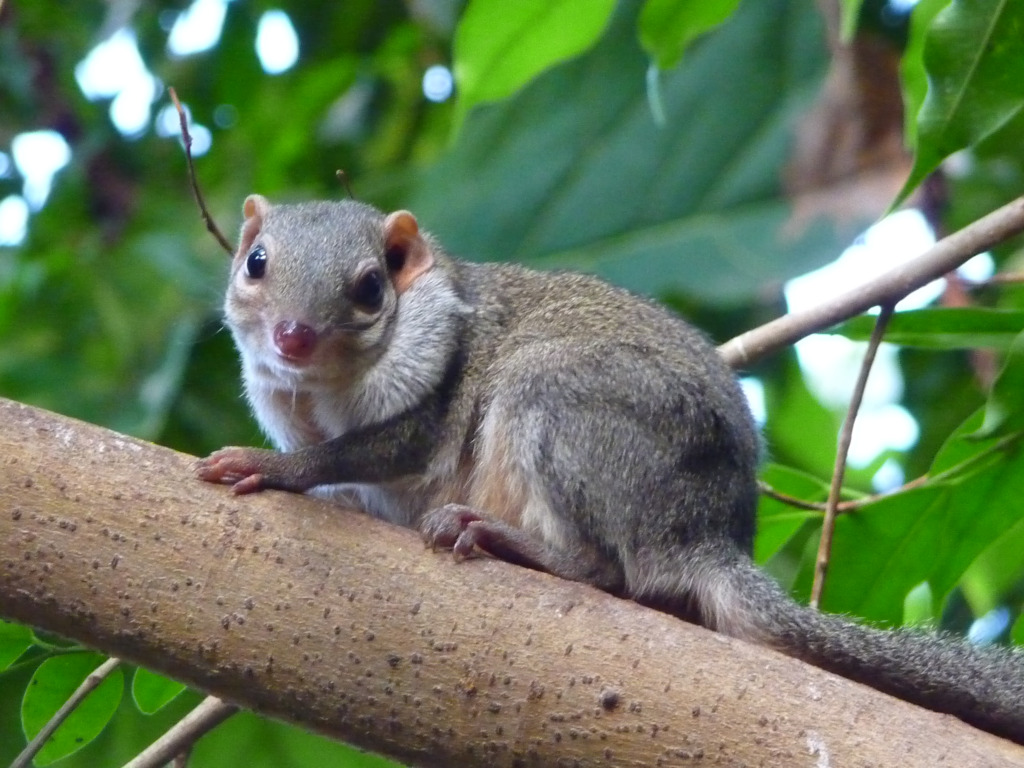 Trees shrew that sleeps a lot