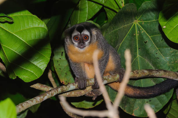 Owl monkey that sleeps a lot