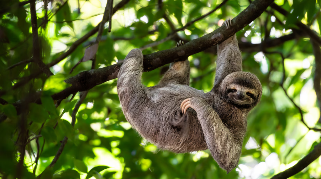 Sloth that sleeps a lot