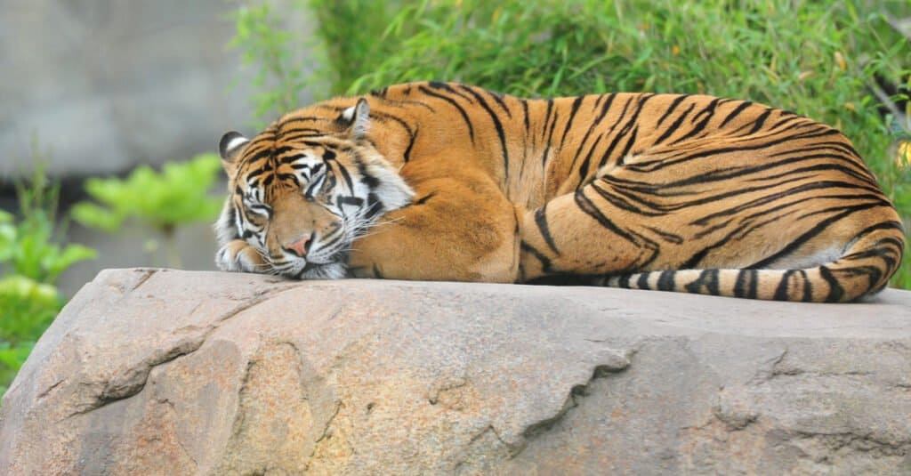 Tiger that sleeps a lot