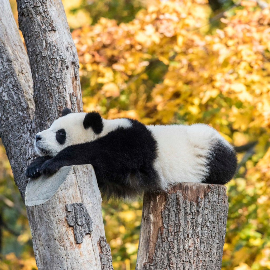 Giant panda that sleeps a lot