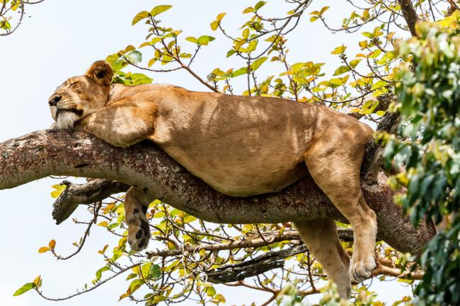 Lion that sleeps a lot
