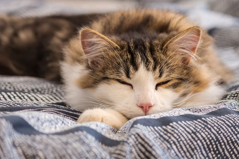 Domestic cat that sleeps a lot