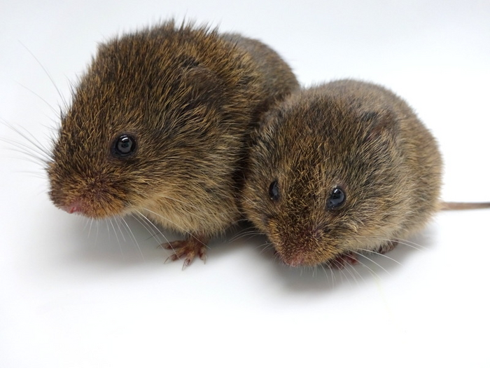 Prairies Vole- Animals That Live in Prairies
