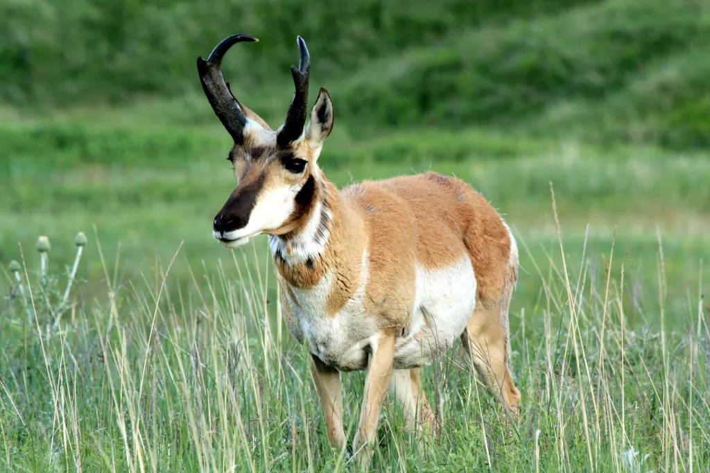pronghorns