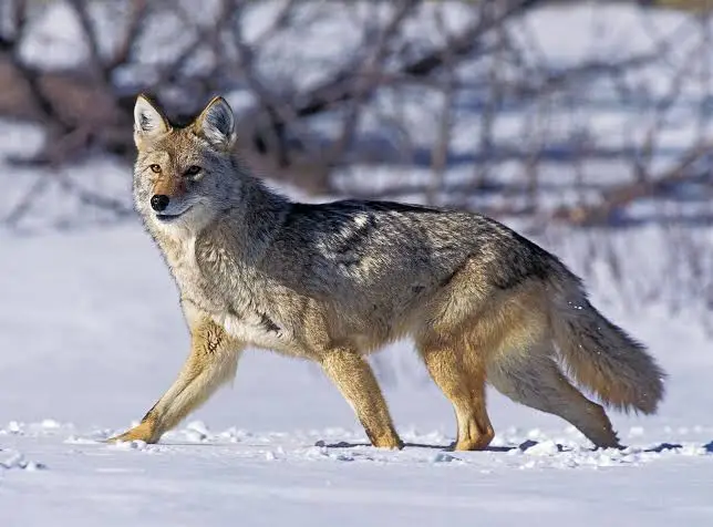 Coyotes