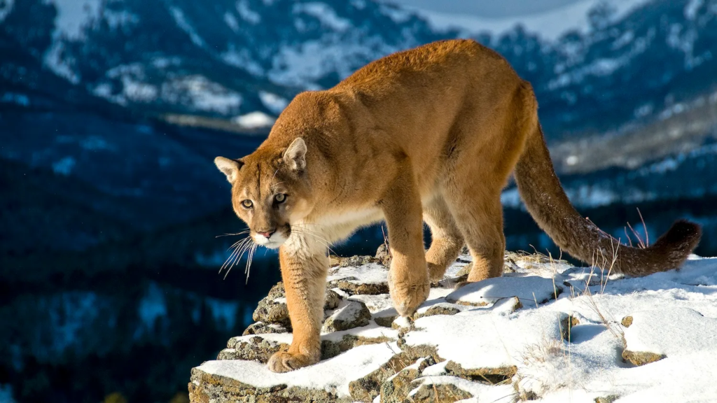Mountain Lion