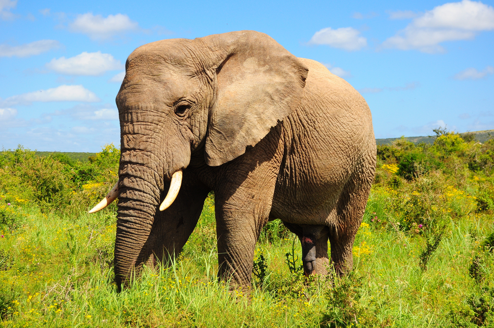 Elephant with thick skin