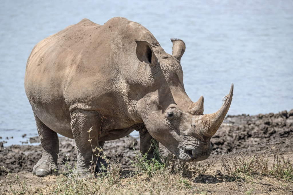 rhinoceros with thick skin