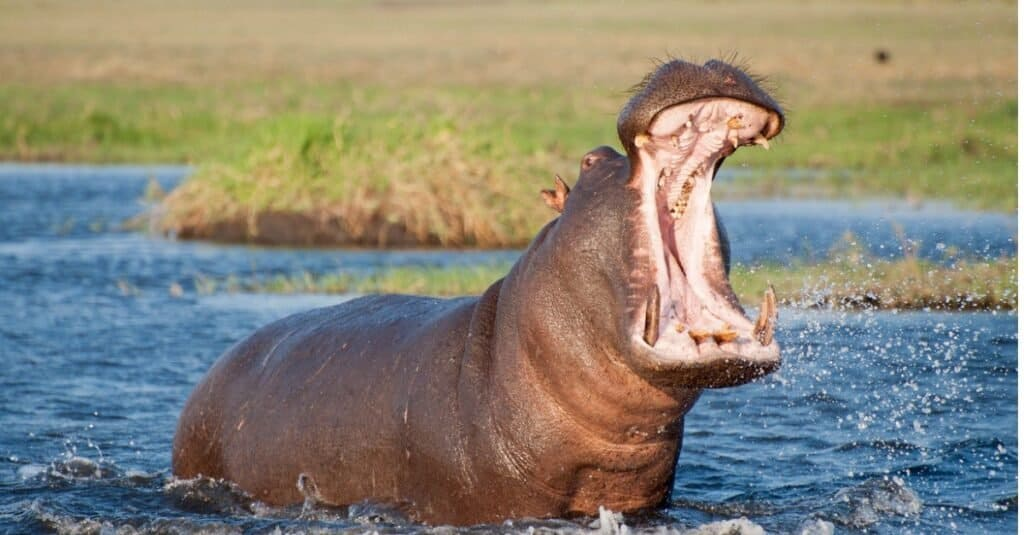 Hippopotamus with thick skin