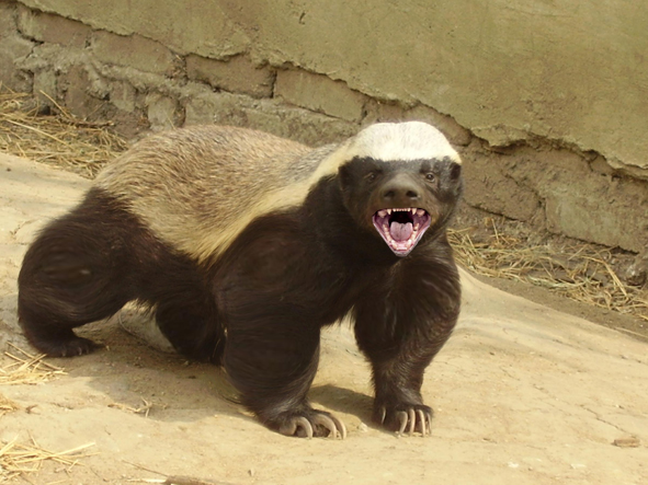 Honey badger with thick skin