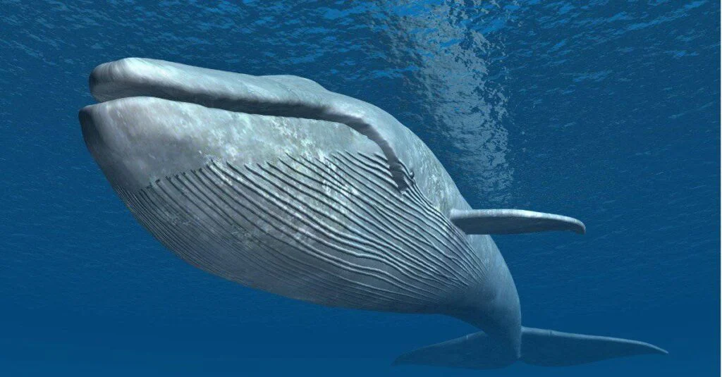 Blue whale with thick skin