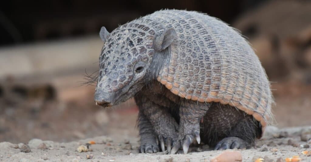 Armdillo with thick skin