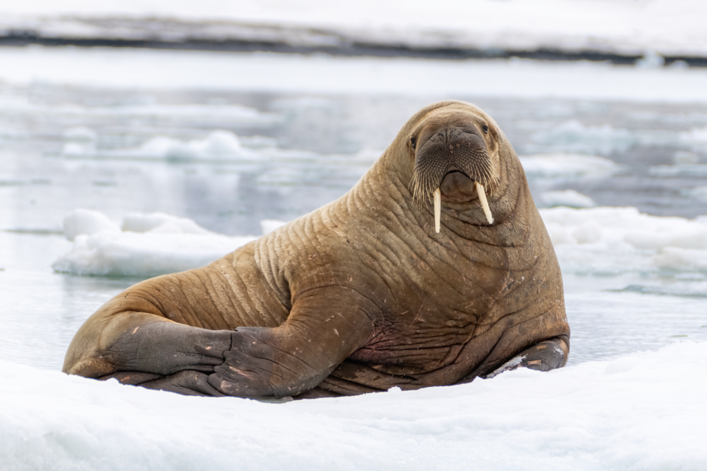 Walrus with thick skin