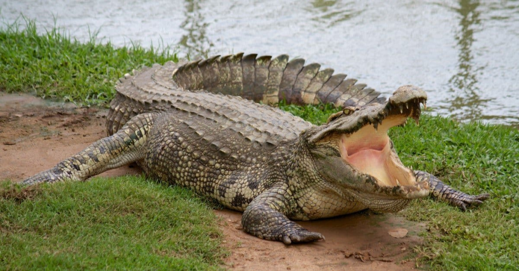 Crocodile with thick skin