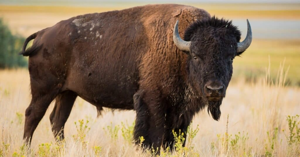 Bison with thick skin