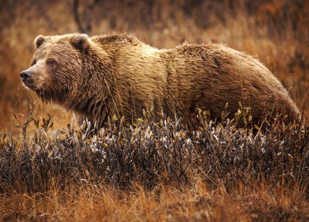 Grizzly bear with thick skin