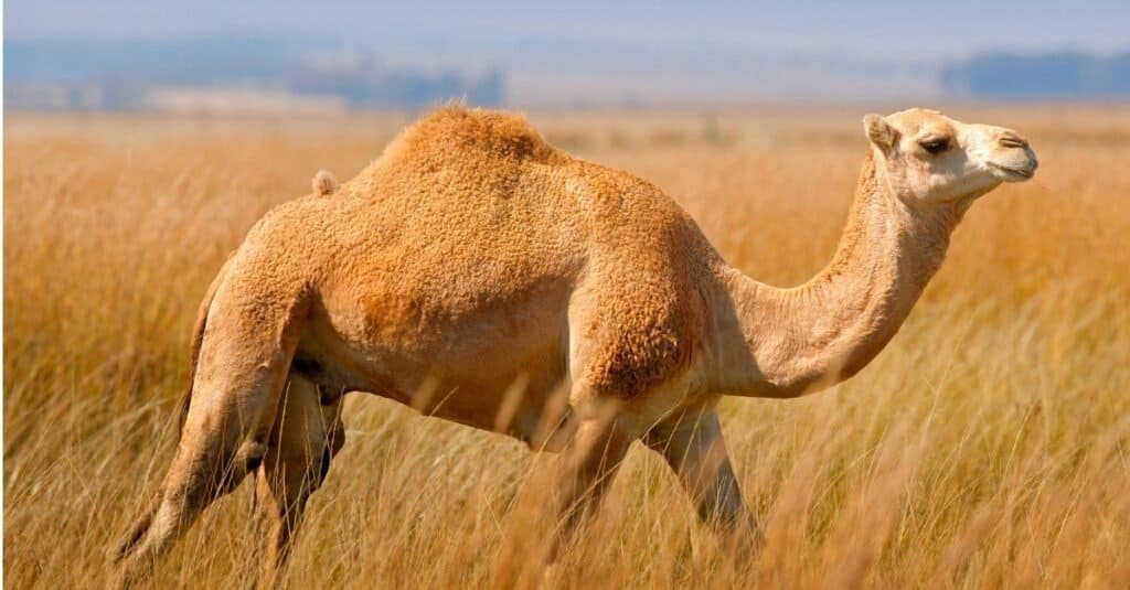 Camel with thick skin