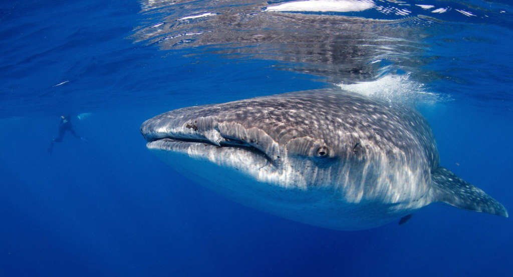 Whale shark with thick skin