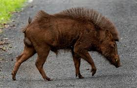 Wild boar with thick skin