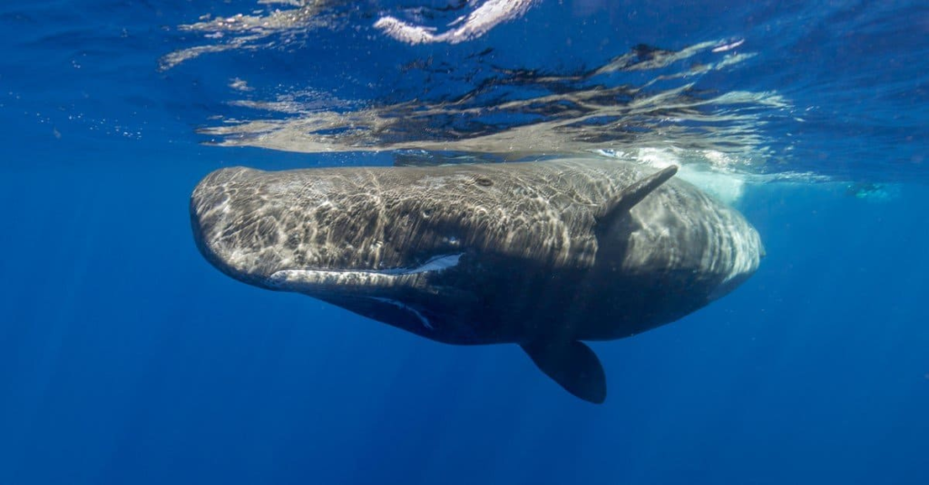 Sperm whale wit thick skin