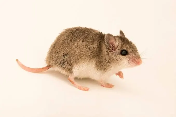 Northern Grasshopper Mouse