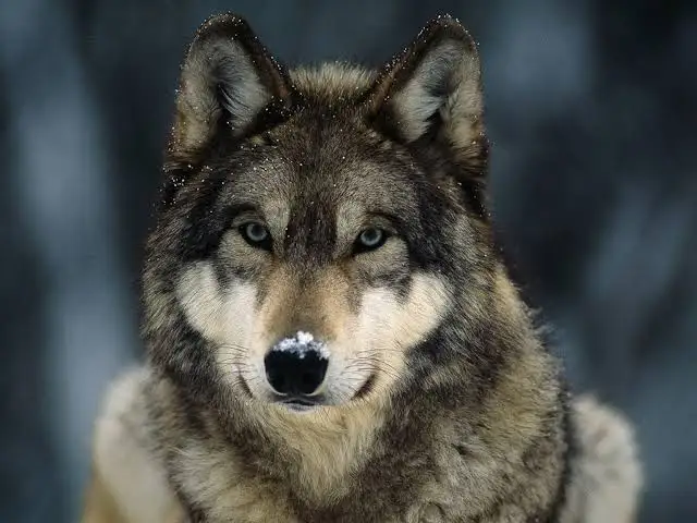 Gray Wolf