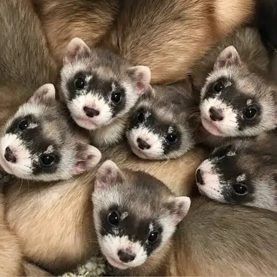 Black footed ferret