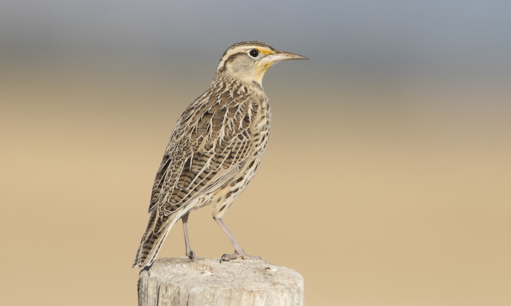 Meadowlark- prairie animals