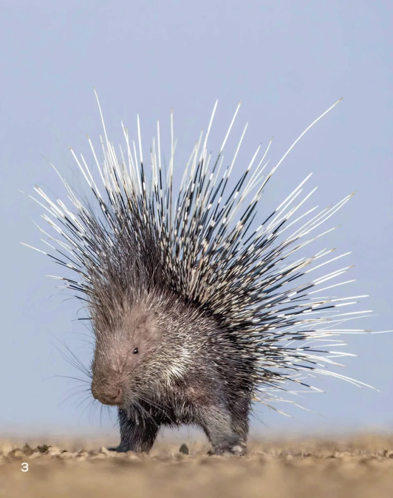 Indian Crested Porcupine