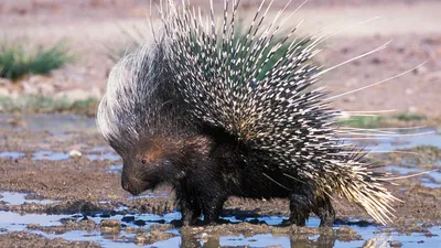 Old World Porcupine