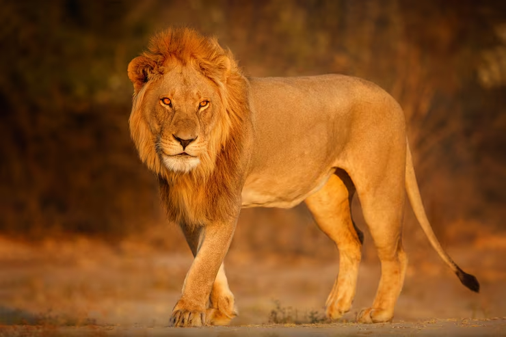 Lion-Animals with Claws
