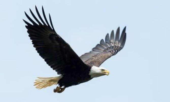 Bald Eagle
