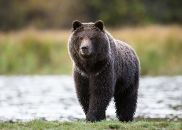 Grizzly bear